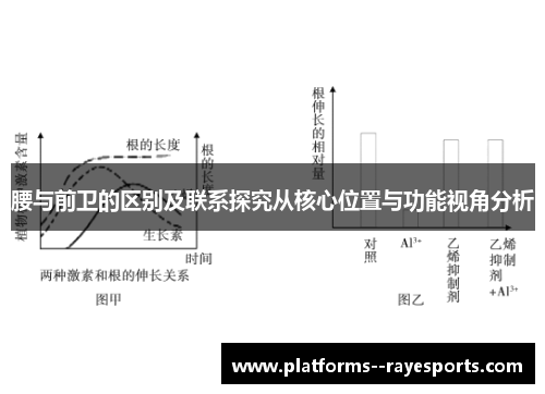 腰与前卫的区别及联系探究从核心位置与功能视角分析